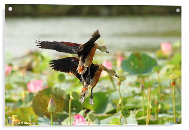 Lesser-whistling Duck Acrylic by Bhagwat Tavri