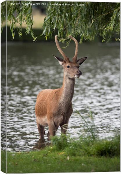 Growing antlers Canvas Print by Kevin White