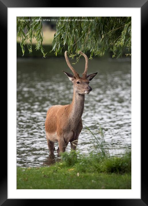 Growing antlers Framed Mounted Print by Kevin White