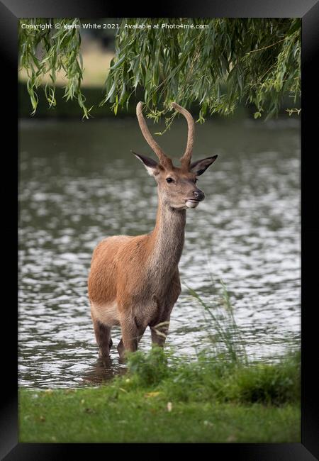 Growing antlers Framed Print by Kevin White