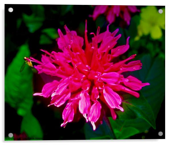 Pink flower Acrylic by Stephanie Moore