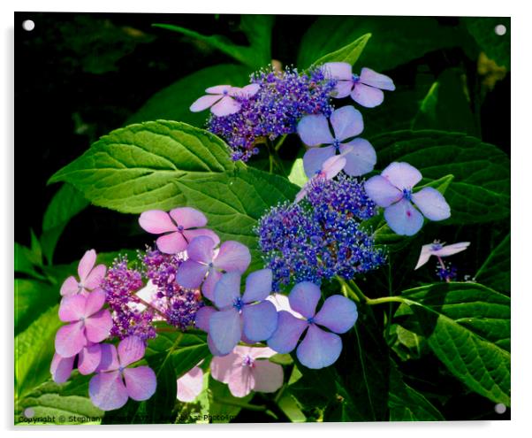 Purple flowers Acrylic by Stephanie Moore