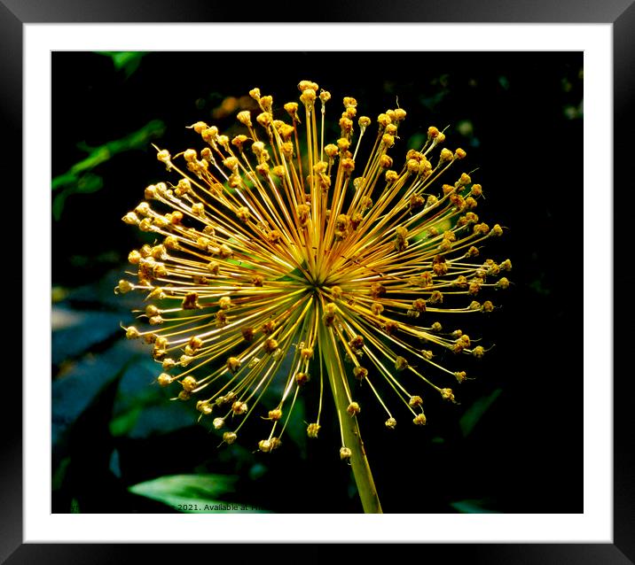 Golden spikes Framed Mounted Print by Stephanie Moore