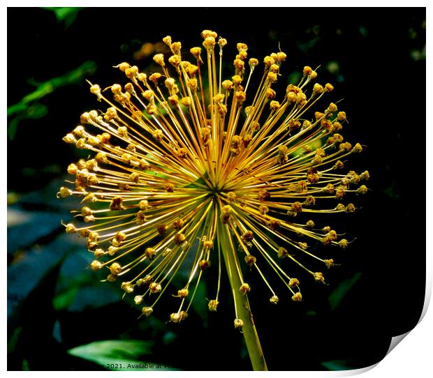 Golden spikes Print by Stephanie Moore