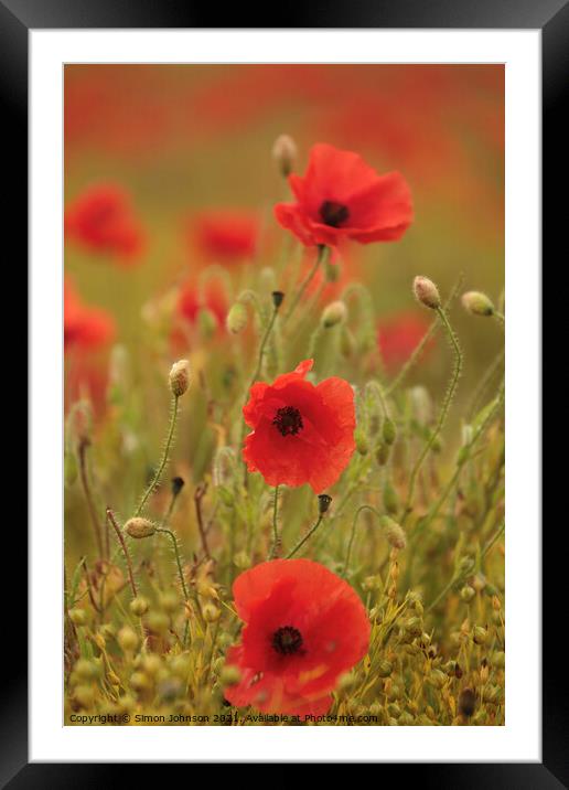 Tripple poppies Framed Mounted Print by Simon Johnson