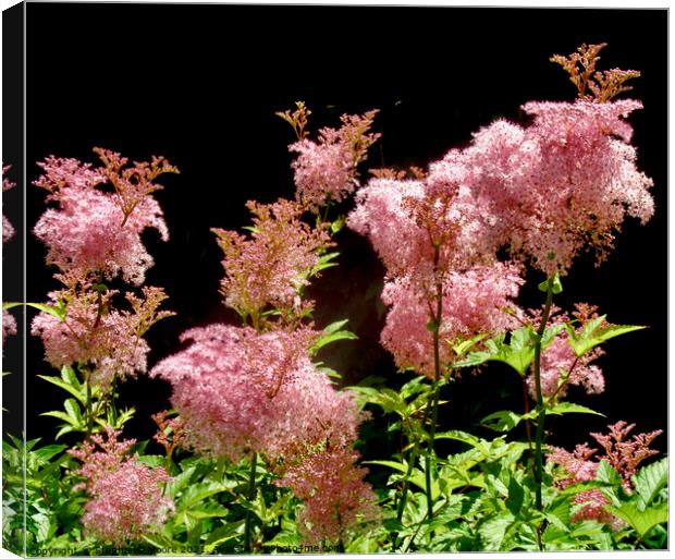 Pink Flowers Canvas Print by Stephanie Moore