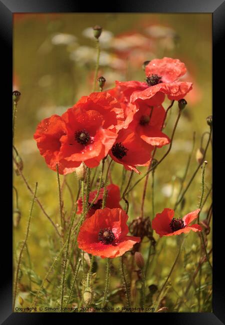 A collection  of poppies Framed Print by Simon Johnson