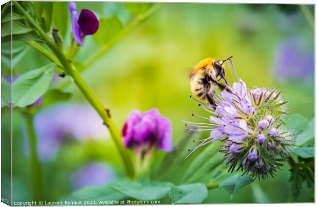 Carder bee on phacelia flower Canvas Print by Laurent Renault