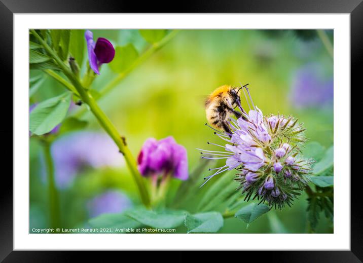 Carder bee on phacelia flower Framed Mounted Print by Laurent Renault