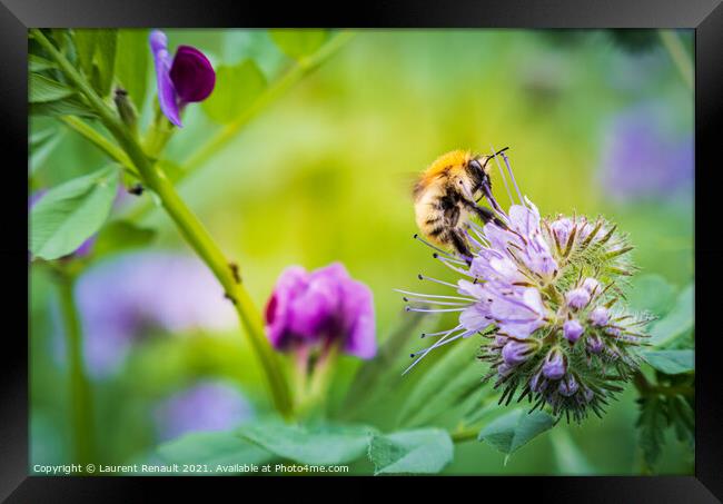 Carder bee on phacelia flower Framed Print by Laurent Renault