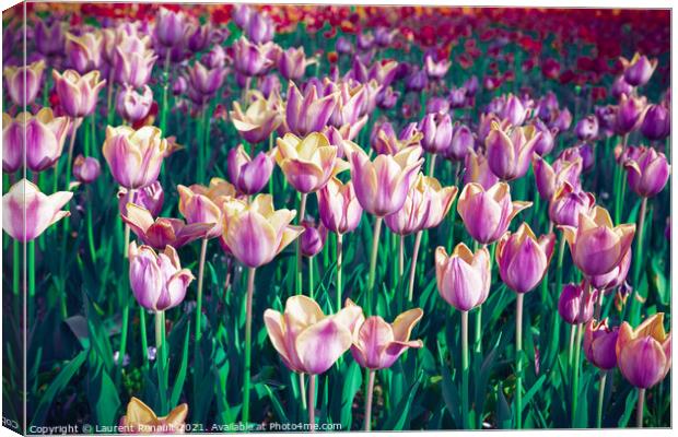 Surreal purple tulip field Canvas Print by Laurent Renault