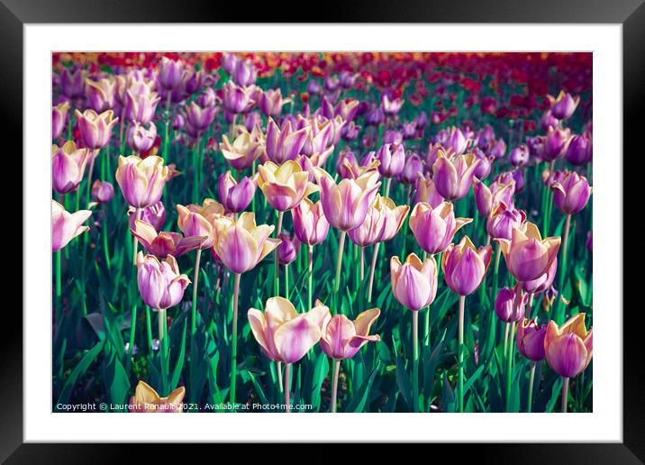 Surreal purple tulip field Framed Mounted Print by Laurent Renault