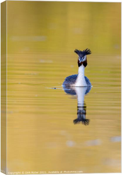 Great crested grebe (Podiceps cristatus) Canvas Print by Dirk Rüter