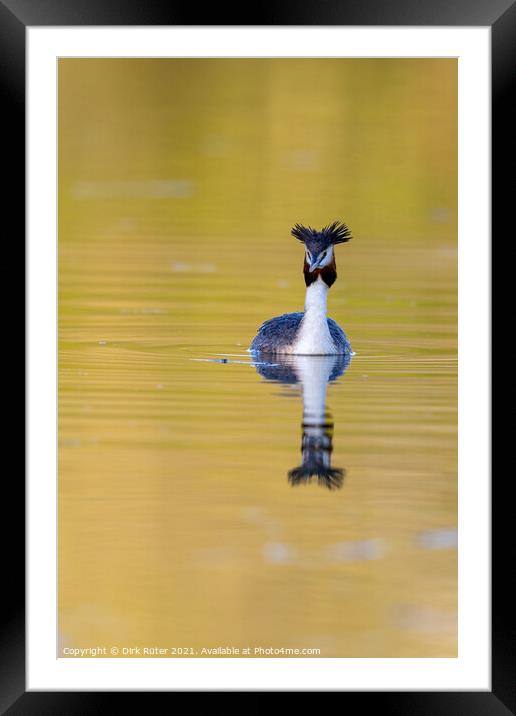 Great crested grebe (Podiceps cristatus) Framed Mounted Print by Dirk Rüter