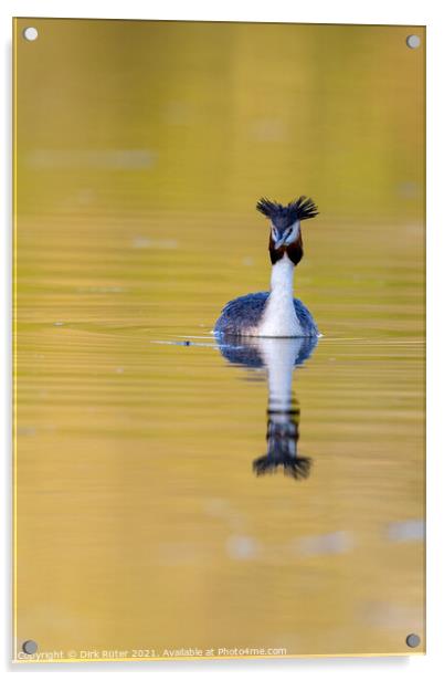 Great crested grebe (Podiceps cristatus) Acrylic by Dirk Rüter