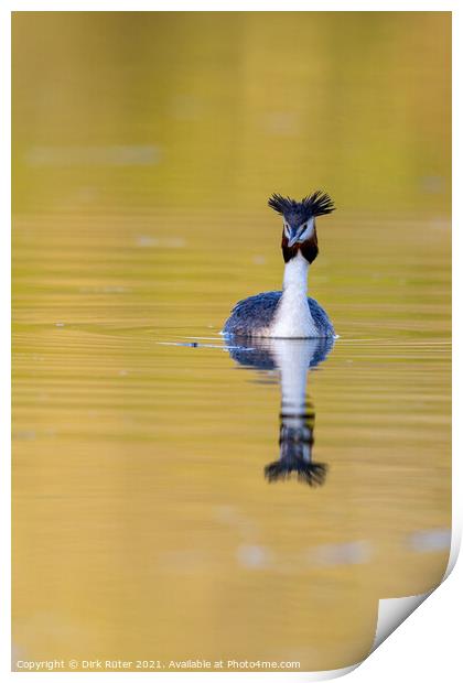 Great crested grebe (Podiceps cristatus) Print by Dirk Rüter