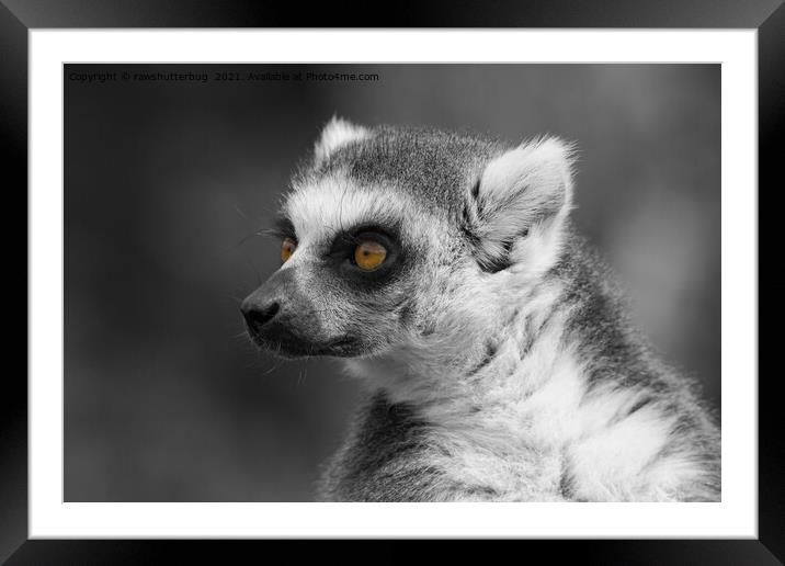 Lemur Close-Up Selective Colouring Framed Mounted Print by rawshutterbug 
