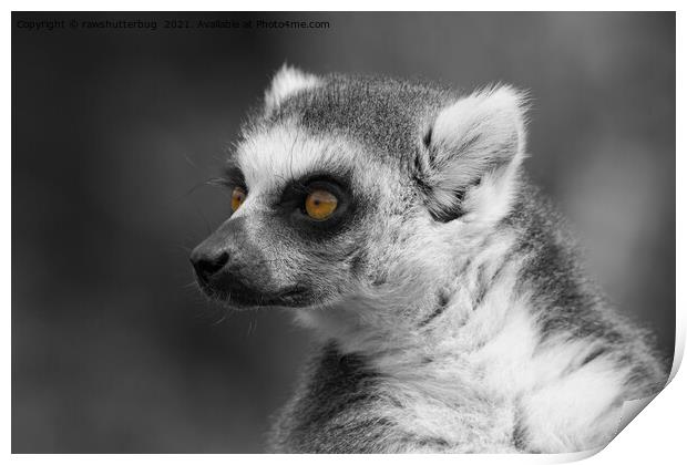 Lemur Close-Up Selective Colouring Print by rawshutterbug 
