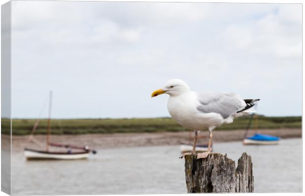 Gull resting on a wooden post at Burnham Overy Staithe Canvas Print by Jason Wells