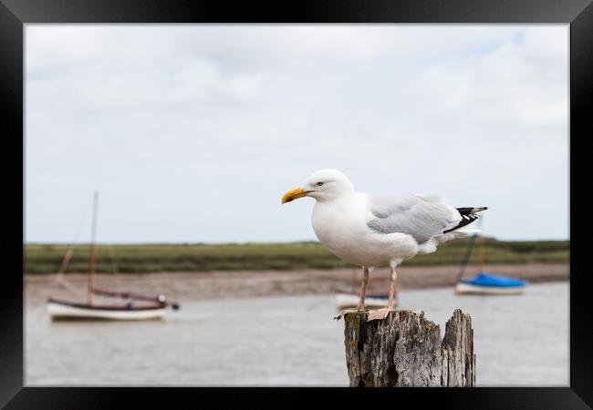 Gull resting on a wooden post at Burnham Overy Staithe Framed Print by Jason Wells
