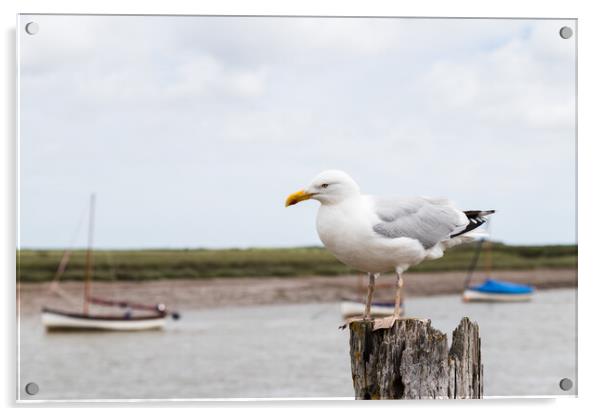 Gull resting on a wooden post at Burnham Overy Staithe Acrylic by Jason Wells