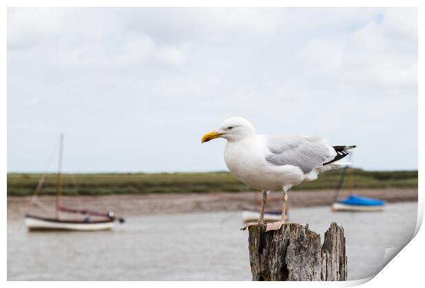 Gull resting on a wooden post at Burnham Overy Staithe Print by Jason Wells