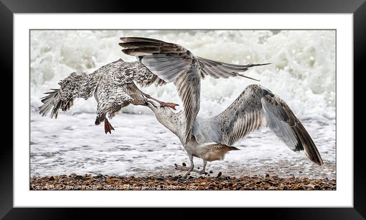 JUVENILE HERRING GULLS FIGHTING Framed Mounted Print by Tony Sharp LRPS CPAGB