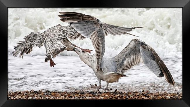 JUVENILE HERRING GULLS FIGHTING Framed Print by Tony Sharp LRPS CPAGB