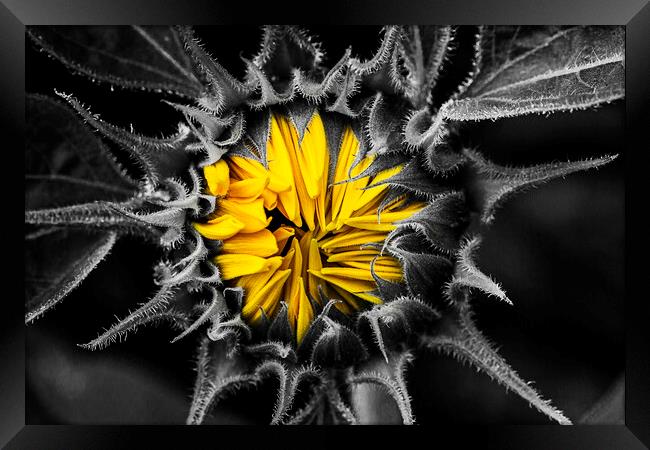 Sunflower, Jerusalem Gold, colour pop. Framed Print by Maggie McCall