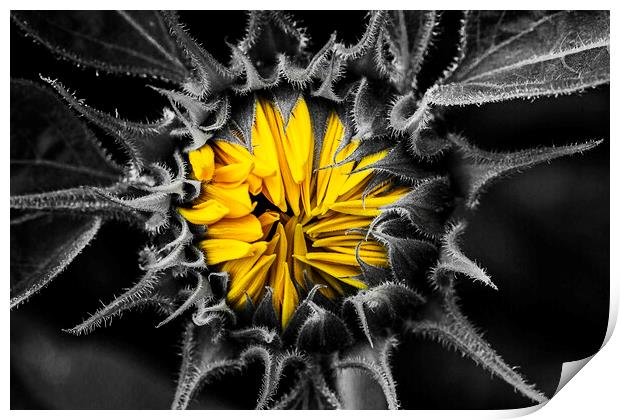 Sunflower, Jerusalem Gold, colour pop. Print by Maggie McCall