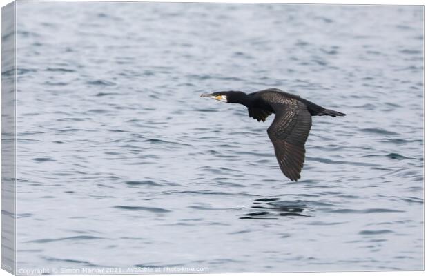 Cormorant flying low over water in the Isles of Scilly Canvas Print by Simon Marlow