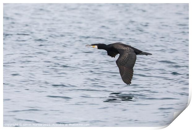 Cormorant flying low over water in the Isles of Scilly Print by Simon Marlow