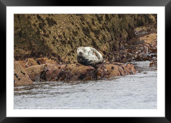 Serene Grey Seal Basking in the Isles of Scilly Su Framed Mounted Print by Simon Marlow
