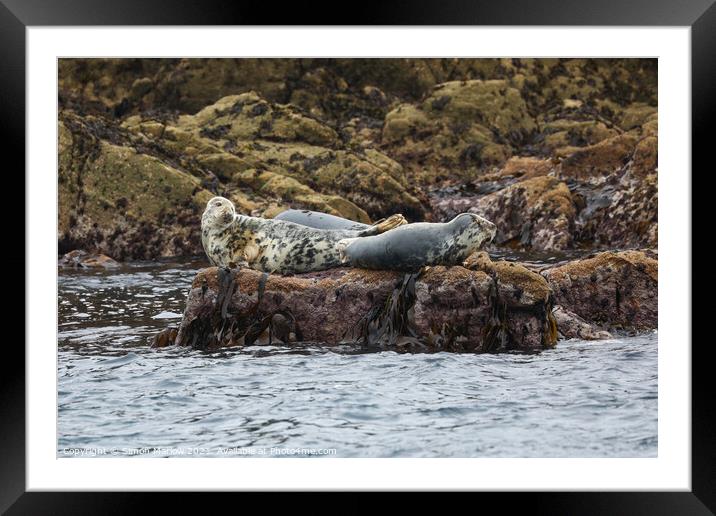 Monochrome Majesty Grey Seals Serene Seascape Framed Mounted Print by Simon Marlow