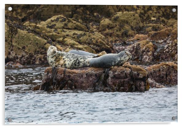 Monochrome Majesty Grey Seals Serene Seascape Acrylic by Simon Marlow