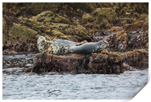 Monochrome Majesty Grey Seals Serene Seascape Print by Simon Marlow