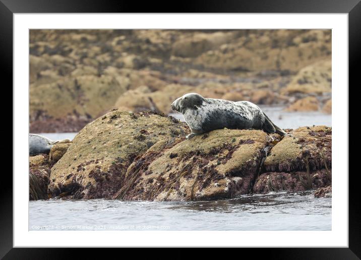 Tranquil Grey Seal Basking in the Sun Framed Mounted Print by Simon Marlow