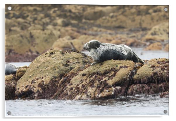 Tranquil Grey Seal Basking in the Sun Acrylic by Simon Marlow