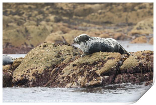 Tranquil Grey Seal Basking in the Sun Print by Simon Marlow