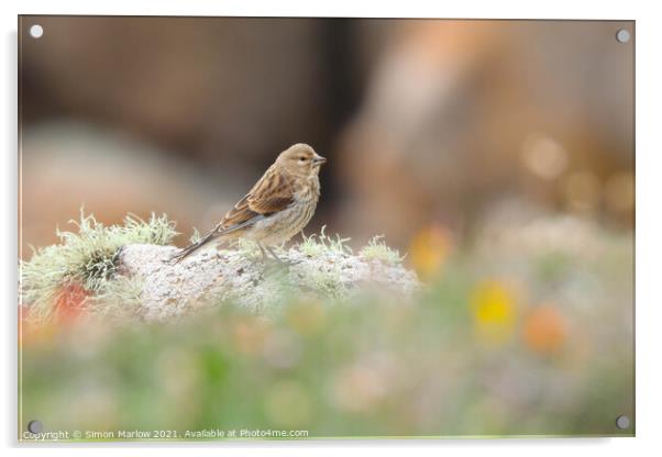 Furry Rock Pipit on Tresco Island Acrylic by Simon Marlow