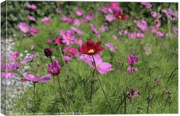 Exotic Cosmos Gardens in Scilly Canvas Print by Simon Marlow