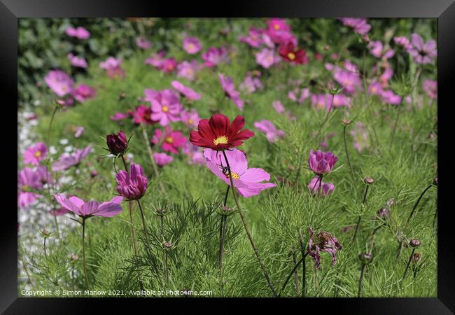 Exotic Cosmos Gardens in Scilly Framed Print by Simon Marlow
