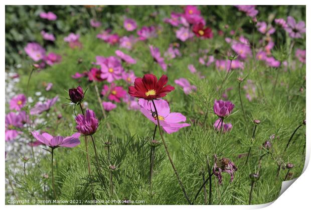 Exotic Cosmos Gardens in Scilly Print by Simon Marlow