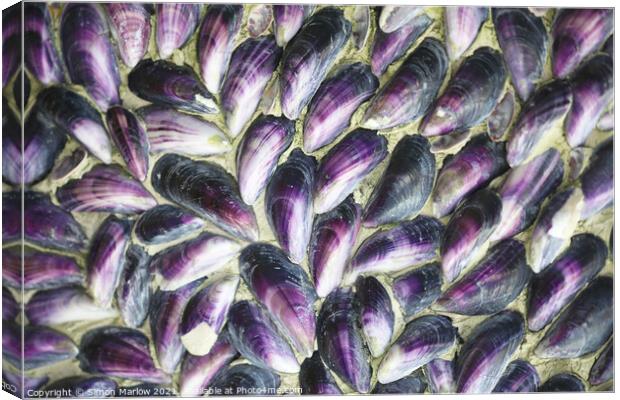 Mussel shells in the Isles of Scilly Canvas Print by Simon Marlow
