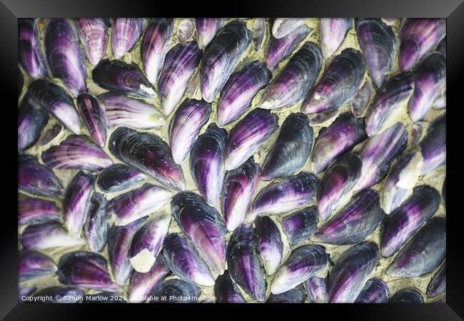 Mussel shells in the Isles of Scilly Framed Print by Simon Marlow
