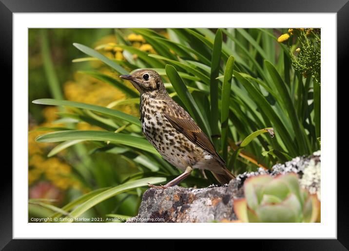 Song thrush Framed Mounted Print by Simon Marlow