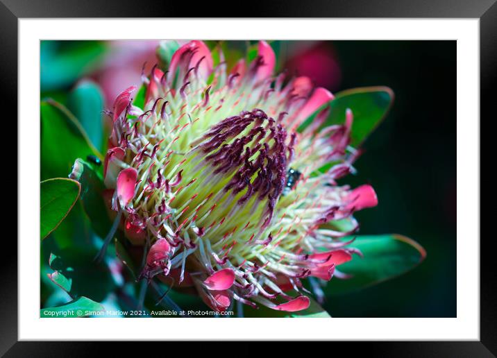 Sparkling Sunrise Protea Framed Mounted Print by Simon Marlow