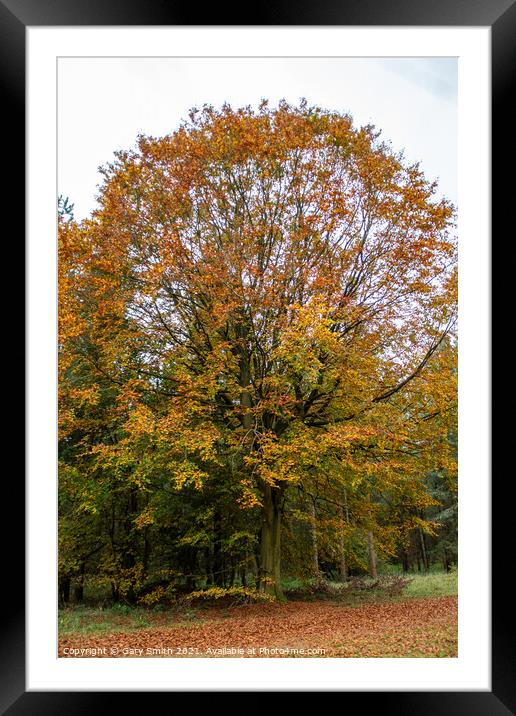 Cooper Beech Tree in Autumn Framed Mounted Print by GJS Photography Artist