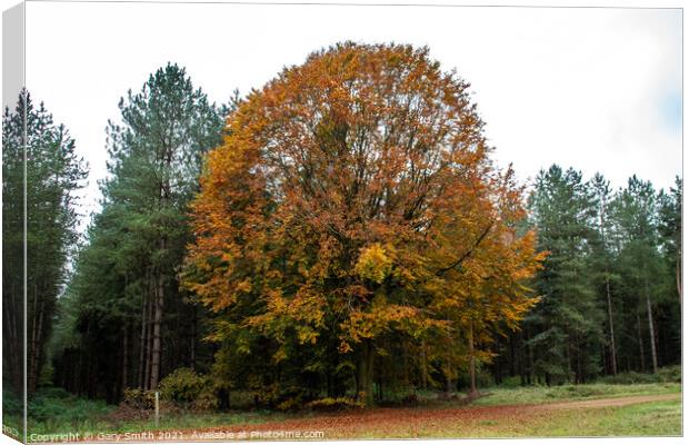 Cooper Beech Tree in Autumn Canvas Print by GJS Photography Artist