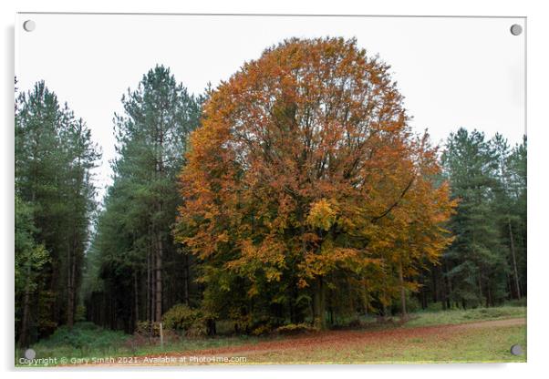 Cooper Beech Tree in Autumn Acrylic by GJS Photography Artist